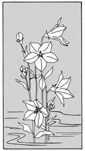 エッチングガラスのデザイン画