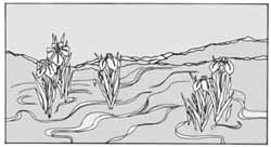 エッチングガラスのデザイン画